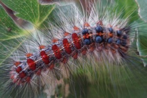 Caterpillar lepke fotó és leírás