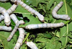 Caterpillar viermă de mătase fotografie și descriere (perioadă de creștere activă) Caterpillar vierme de mătase fotografie și descriere