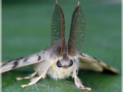 Caterpillar viermă de mătase cum să lupte cu ea feluri de moduri inofensive
