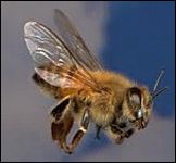 Ierarhia albinelor și motivul pentru care dungile zboară precum zgârierea