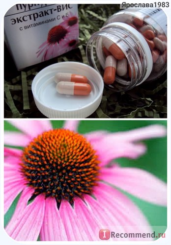 Agent imunomodulator panda Echinacea purpurea extract cu vitamine c și c -