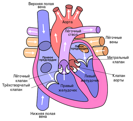 Heart Attack Simptome și tratament