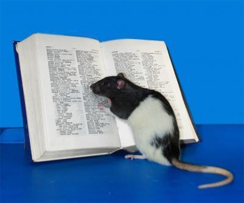 Informații interesante despre șobolani