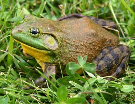 Цікаві факти про жаб