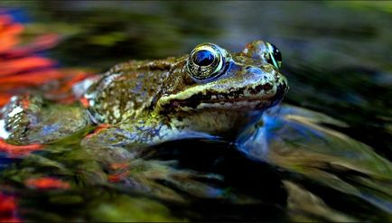 Цікаві факти про жаб