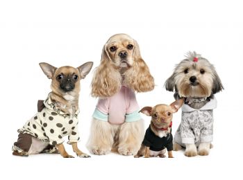 online ruházati boltba vásárolni egy kis kutya