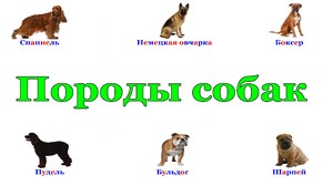 Історія, основи вибору і всі типи собак, кілька порід з назвами і фотографіями