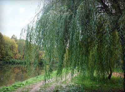 Willow, fűzfa, fűzfa
