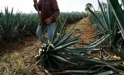 Ce fel de cactus face tequila și reteta de casa