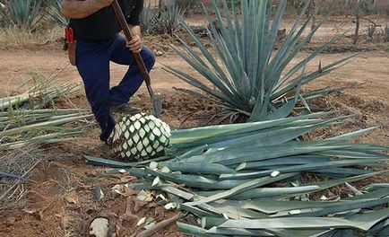 Ce fel de cactus face tequila și reteta de casa