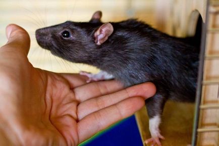 Studiind șobolanii - ghicitorile planetei Pământ - știri