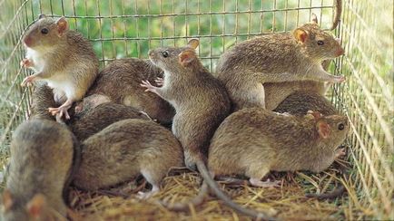 Studiind șobolanii - ghicitorile planetei Pământ - știri