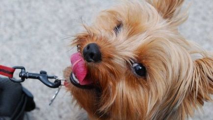 Yorkshire Terrier - argumente pro și contra ale rasei, costuri, îngrijire și nutriție