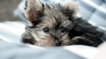 Yorkshire Terrier - argumente pro și contra ale rasei, costuri, îngrijire și nutriție