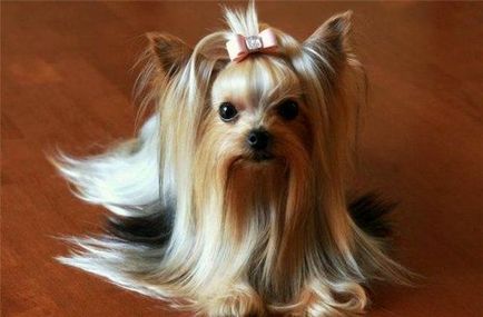 Yorkshire Terrier - argumente pro și contra ale rasei, costuri, îngrijire și nutriție