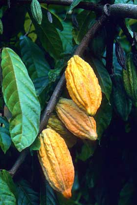 Cacao este