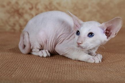 Care sunt pisicile fără păr?