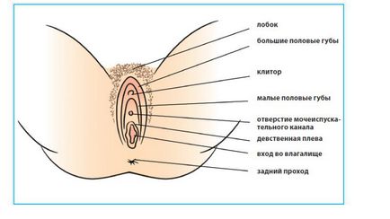 Які хвороби бувають на губах фото