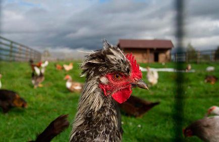 Ceea ce trebuie să vedeți în Izborsk (fotografii, adrese, descrieri)