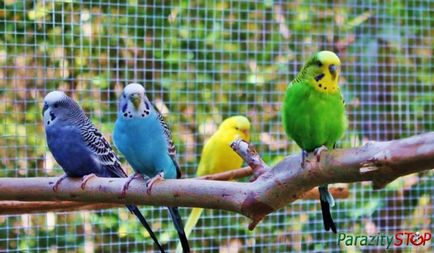 Ce paraziți la papagali sunt prevenirea și tratamentul