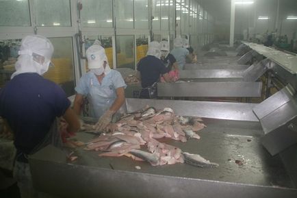 Hogyan és hol növekszik pangasius, Nicollette (néha drágább hal, annál jobb) Hogyan és hol növekszik pangasius, Nicollette