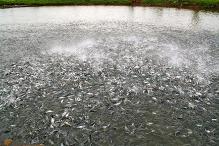 Hogyan és hol Pangasius nőtt, Nicollette (speciálisan képzett férfiak) Hogyan és hol növekszik pangasius, Nicollette