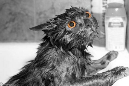 Cum se utilizează săpun de gură împotriva puricilor la pisici și câini