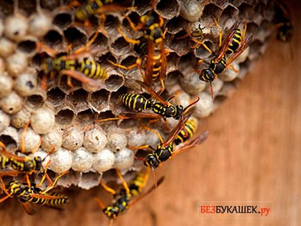 Cum să scăpăm de viespi într-o casă particulară, alegem cel mai bun remediu pentru viespi