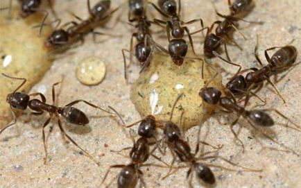 Cum să scapi de furnici roșii în sfaturi și trucuri apartament