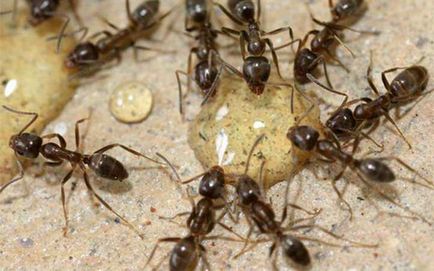 Hogyan lehet megszabadulni a vörös hangyák a lakásban a tippeket és trükköket