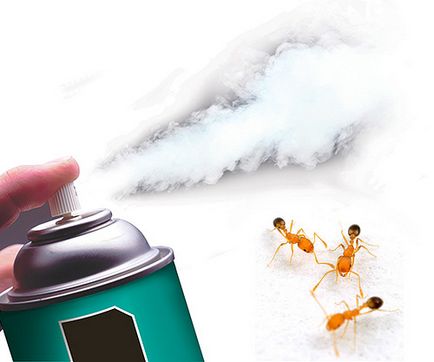 Hogyan lehet megszabadulni a vörös hangyák a lakásban a tippeket és trükköket