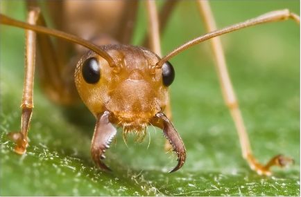 Hogyan lehet megszabadulni a vörös hangyák a lakásban a tippeket és trükköket