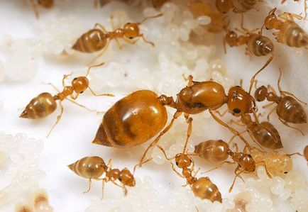Cum să scapi de furnici roșii în sfaturi și trucuri apartament