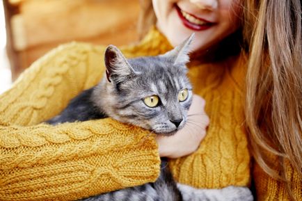 Як кішки лікують людей - міф чи правда