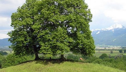 Care este cel mai dulce copac al pădurii din lemn, 2017