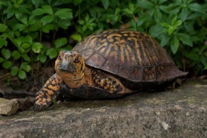 Hogyan állapítható meg, a szex a teknős föld