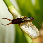Cum de a distinge o scalop de un bug și un flycatcher de la un uhovortka, un blog al companiei