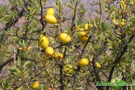 Cum să distingi un fals atunci când alegi un ulei de argan