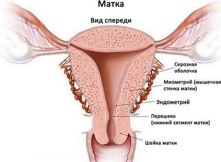 Care este endometrul după ovulație?