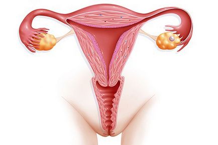 Mi az ovuláció után endometrium