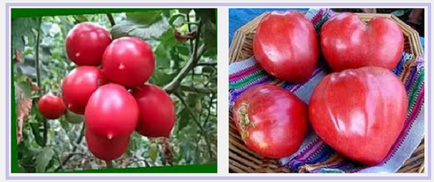 Який сорт помідор краще вибрати на томат рожеві або вершки