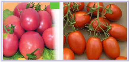 Який сорт помідор краще вибрати на томат рожеві або вершки