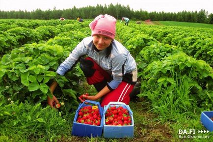 Cum de a ajunge pentru a alege fructe de padure în Finlanda și cât de mult puteți câștiga, Petrozavodsk spune, ziarul