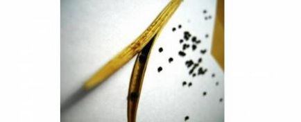 Cum să plantezi un eschólcium din semințe, să semene, să îngrijești răsadurile
