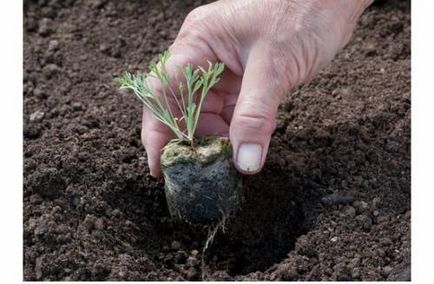 Як посадити ешшольція з насіння терміни посіву, догляд за розсадою