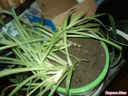 Как да се засадят Chlorophytum стайни растения
