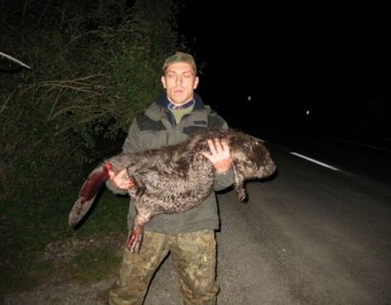 Hogyan csapdát állított a vakond (a jogot, hogy a csapda) Hogyan csapdát állítani mol