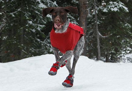 Hogyan válasszuk ki a téli cipő kutyák számára
