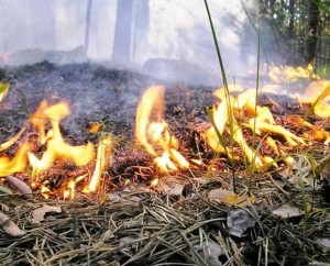 Як запобігти і як діяти при пожежі в лісі