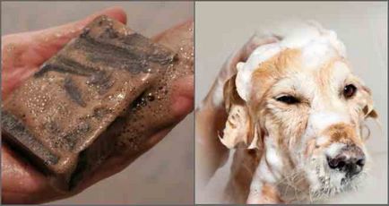 Cum să aplicați săpun de gură de la purice la pisici și câini
